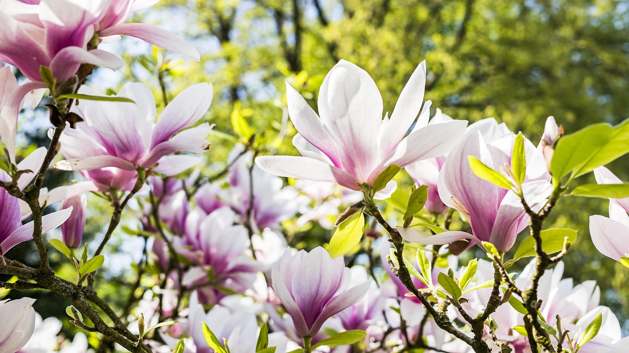 flower, magnolia, nature-3339266.jpg